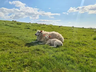 Tiere in der Ferienwohnung oder in der Nähe