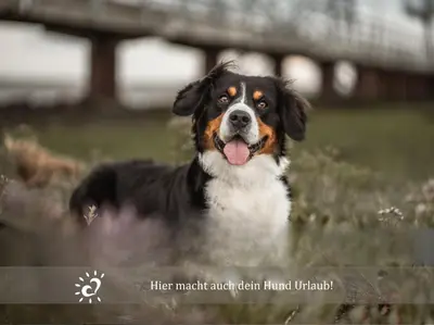 Haustiere von Gästen der Unterkunft De Reetpieper