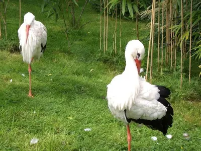 Tiere im Ferienhaus oder in der Nähe