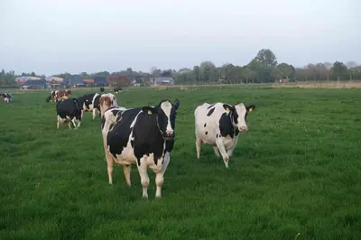 Tiere in der Ferienwohnung oder in der Nähe