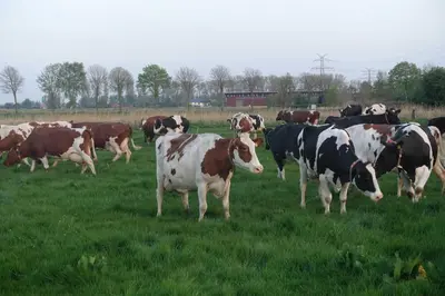 Tiere in der Ferienwohnung oder in der Nähe
