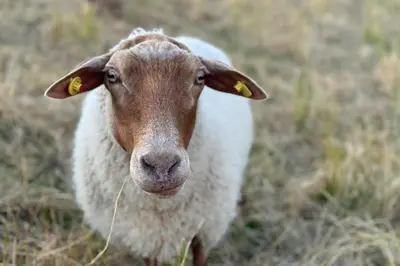 Tiere in der Ferienwohnung oder in der Nähe