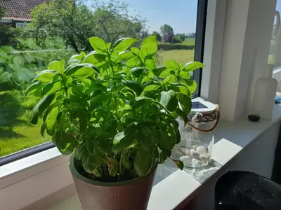 Ein Garten an der Unterkunft Meine Zeit