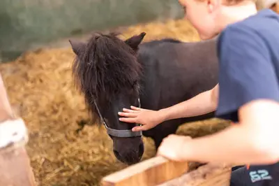 Tiere in der Ferienwohnung oder in der Nähe