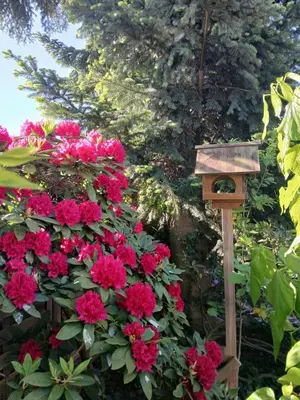 Ein Garten an der Unterkunft Fewo Seestern