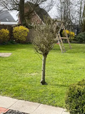 Ein Garten an der Unterkunft 