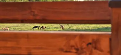Tiere in der Ferienwohnung oder in der Nähe