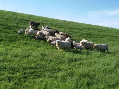 Tiere im Ferienhaus oder in der Nähe