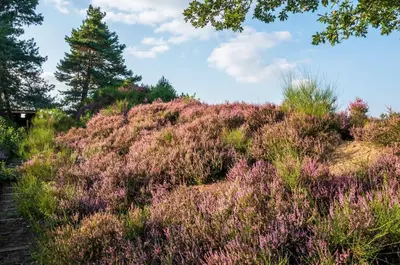 Naturlandschaft in der Nähe der Ferienwohnung