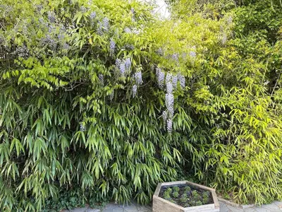 Ein Garten an der Unterkunft Haus Kirsten, Fewo Nr. 2