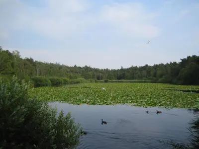 Naturlandschaft in der Nähe der Ferienwohnung