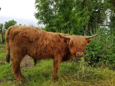 Grundriss der Unterkunft Biolandhof Dorn Highlander vom Elbdeich