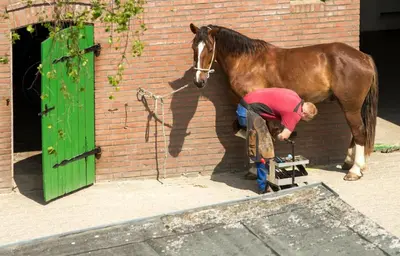 Tiere in der Ferienwohnung oder in der Nähe
