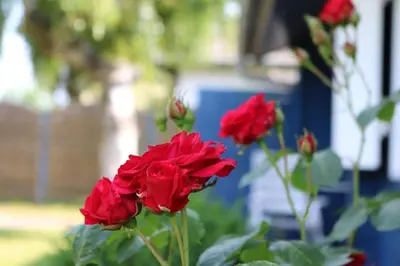 Ein Garten an der Unterkunft Satelsrönne 02