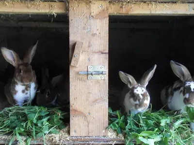 Tiere in der Ferienwohnung oder in der Nähe