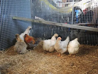Tiere in der Ferienwohnung oder in der Nähe