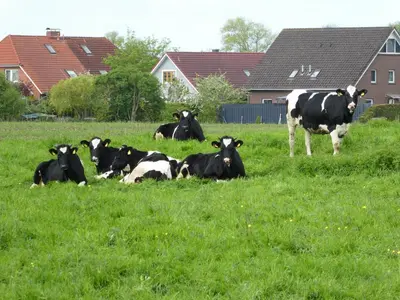 Tiere in der Ferienwohnung oder in der Nähe