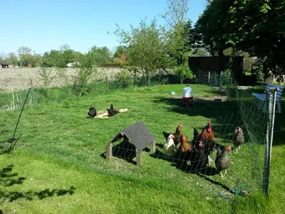 Tiere in der Ferienwohnung oder in der Nähe
