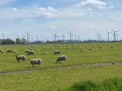 Tiere in der Pension oder in der Nähe
