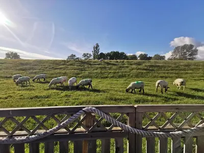 Tiere in der Ferienwohnung oder in der Nähe