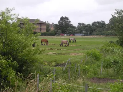 Tiere in der Ferienwohnung oder in der Nähe