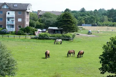Tiere in der Ferienwohnung oder in der Nähe