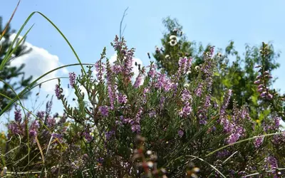 Ein Garten an der Unterkunft Haus Seewind HS18