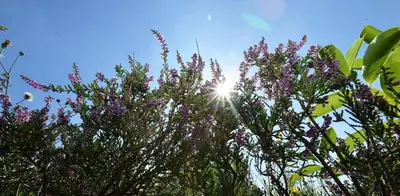 Ein Garten an der Unterkunft Haus Seewind HS22