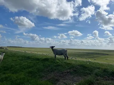 Tiere in der Ferienwohnung oder in der Nähe